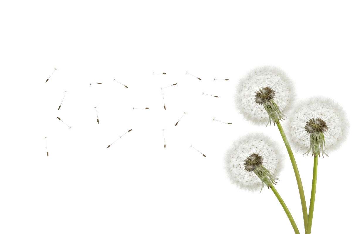 Beat by Beat-11-dandelion seed